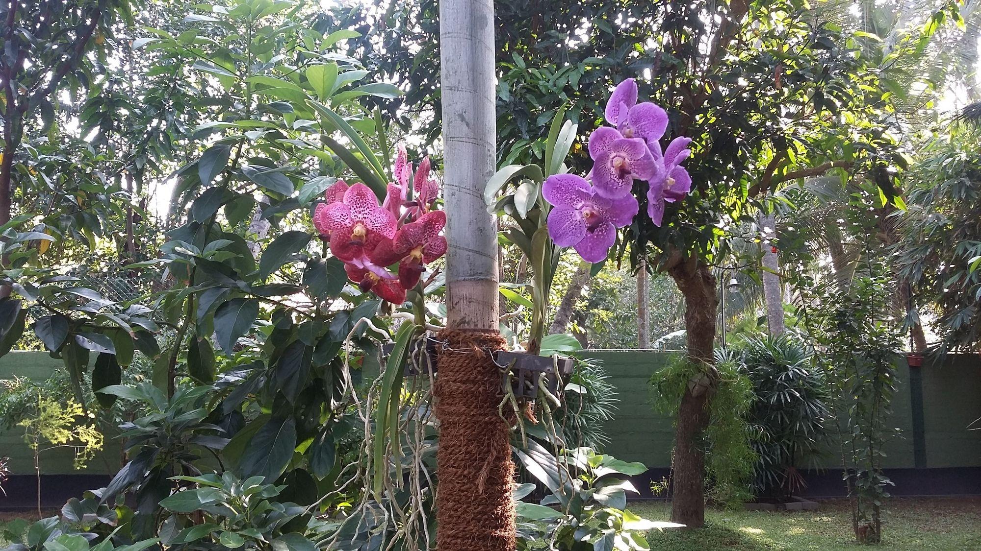 Bed and Breakfast West Dene Negombo Exterior foto